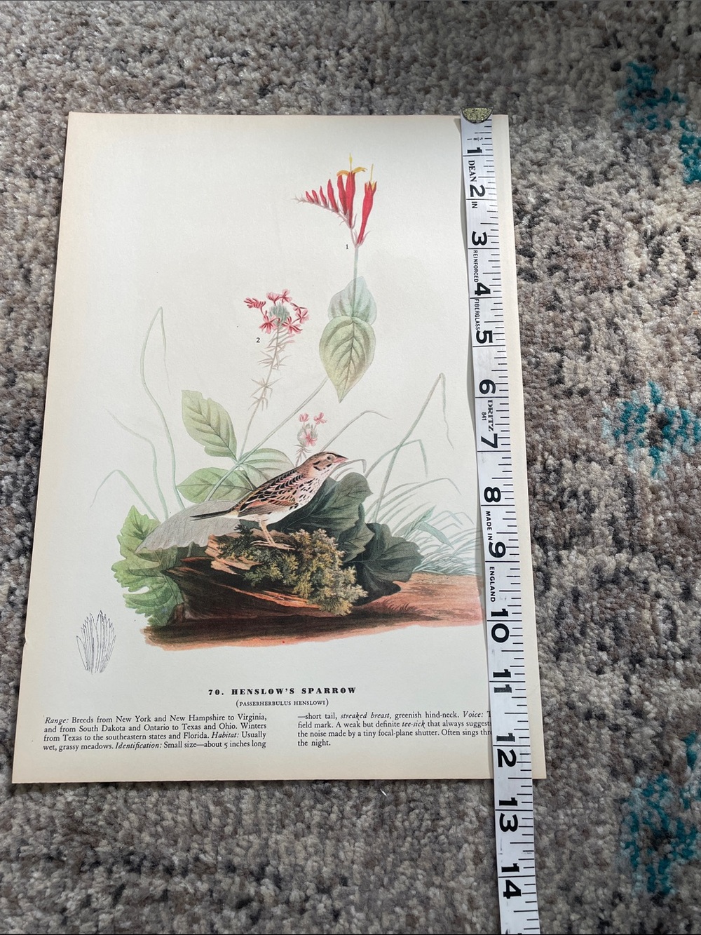 Vintage Botanical Bird Print - Henslow's Sparrow Illustration - Picture 3 of 7